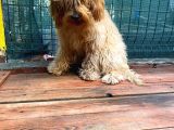 Show Kalite Cockapoo Yavrumuz