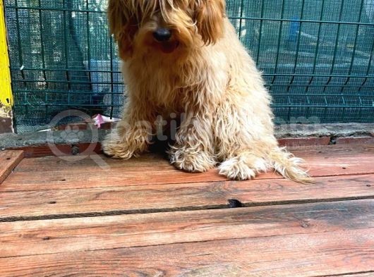 Show Kalite Cockapoo Yavrumuz görsel