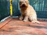 Show Kalite Cockapoo Yavrumuz