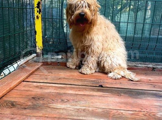 Show Kalite Cockapoo Yavrumuz görsel