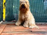 Show Kalite Cockapoo Yavrumuz