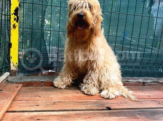 Show Kalite Cockapoo Yavrumuz