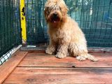 Show Kalite Cockapoo Yavrumuz