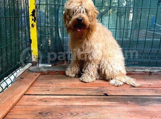 Show Kalite Cockapoo Yavrumuz görsel