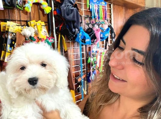 0 Numara Garanti̇li̇ Maltese Terri̇er Yavrular görsel