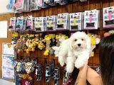 0 Numara Garanti̇li̇ Maltese Terri̇er Yavrular