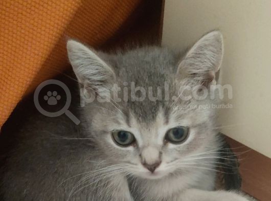 Güzeller Güzeli Prens Ve Prenseslerim görsel