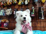 Burkemden Gülümseyen Samoyed Yavrulari