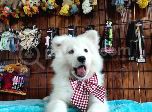 Burkemden Gülümseyen Samoyed Yavrulari görsel
