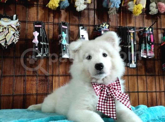 Burkemden Gülümseyen Samoyed Yavrulari görsel