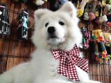 Burkemden Gülümseyen Samoyed Yavrulari