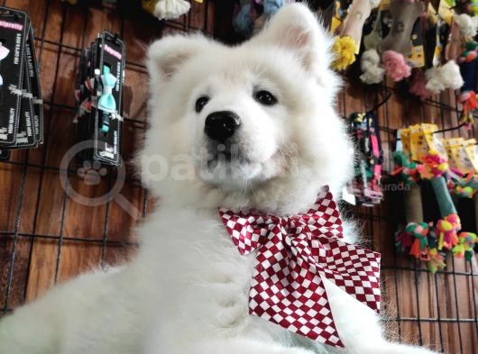 Burkemden Gülümseyen Samoyed Yavrulari görsel