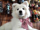Burkemden Gülümseyen Samoyed Yavrulari