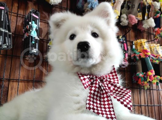Burkemden Gülümseyen Samoyed Yavrulari görsel