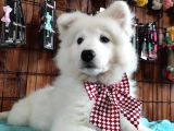 BURKEMDEN GÜLÜMSEYEN SAMOYED YAVRULARI