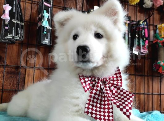 Burkemden Gülümseyen Samoyed Yavrulari