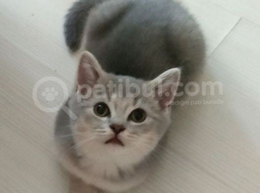 Güzeller Güzeli Prens Ve Prenseslerim görsel