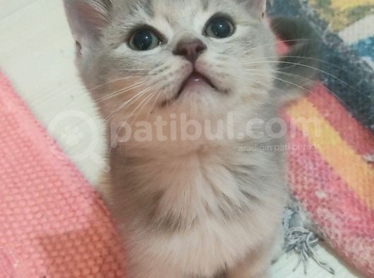 Güzeller Güzeli Prens Ve Prenseslerim