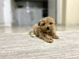 Teacup Toy Poodle Kızımız