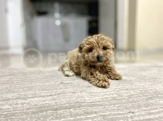 Teacup Toy Poodle Kızımız görsel