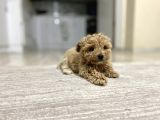 Teacup Toy Poodle Kızımız