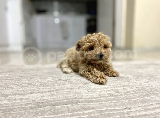 Teacup Toy Poodle Kızımız görsel