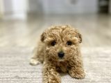 Teacup Toy Poodle Kızımız