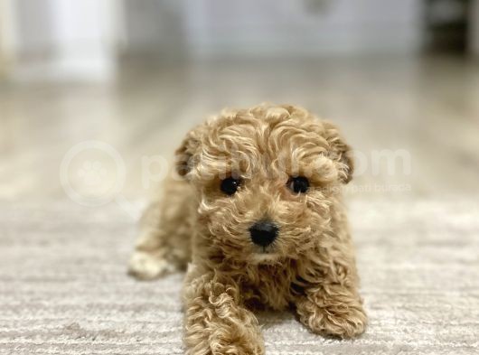 Teacup Toy Poodle Kızımız görsel