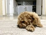 Teacup Toy Poodle Kızımız