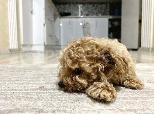 Teacup Toy Poodle Kızımız görsel