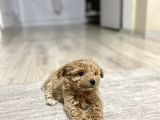 Teacup Toy Poodle Kızımız