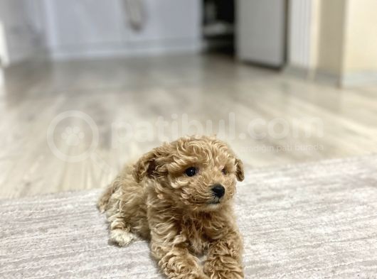 Teacup Toy Poodle Kızımız görsel