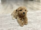 Teacup Toy Poodle Kızımız