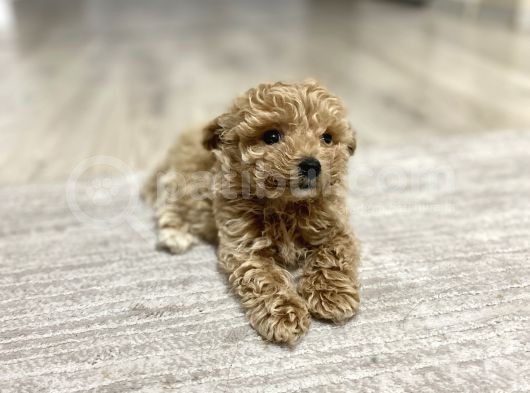 Teacup Toy Poodle Kızımız görsel