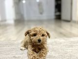 Teacup Toy Poodle Kızımız