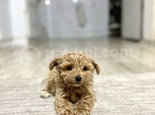 Teacup Toy Poodle Kızımız görsel