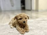 Teacup Toy Poodle Kızımız