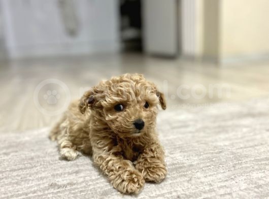 Teacup Toy Poodle Kızımız görsel