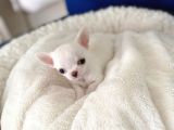 İDDAALIYIZ TÜRKİYENİN EN İYİ ELMA KAFA TEACUP CHİHUAHUA YAVRULARI