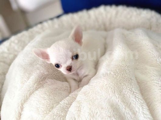 İDDAALIYIZ TÜRKİYENİN EN İYİ ELMA KAFA TEACUP CHİHUAHUA YAVRULARI