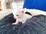 İddaaliyiz Türki̇yeni̇n En İyi̇ Elma Kafa Teacup Chi̇huahua Yavrulari