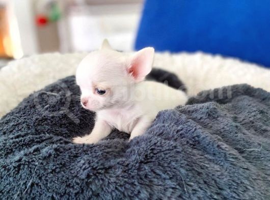 İddaaliyiz Türki̇yeni̇n En İyi̇ Elma Kafa Teacup Chi̇huahua Yavrulari görsel