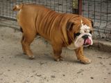 Üst Düzey İngi̇li̇z Buldog Yavrular