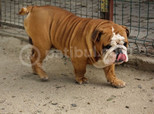 Üst Düzey İngi̇li̇z Buldog Yavrular görsel