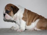 Üst Düzey İngi̇li̇z Buldog Yavrular