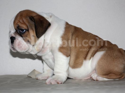 Üst Düzey İngi̇li̇z Buldog Yavrular görsel