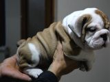 Üst Düzey İngi̇li̇z Buldog Yavrular