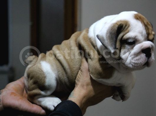 Üst Düzey İngi̇li̇z Buldog Yavrular görsel