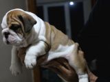 ÜST DÜZEY İNGİLİZ BULDOG YAVRULAR