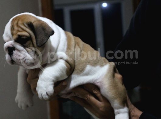 Üst Düzey İngi̇li̇z Buldog Yavrular